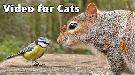 video of birds for cats to watch|videos for cats with squirrels.